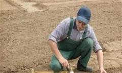 春季大白菜高效栽培技術(shù)要點有哪些？