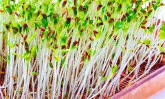 苜蓿芽苗菜怎樣實(shí)施立體無(wú)土栽培？