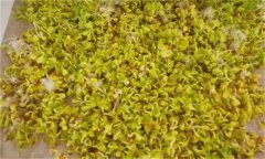 白菜芽苗菜如何進(jìn)行立體無土栽培？