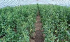 冬春茬番茄晚吊蔓有哪些好處 需注意哪些問題？