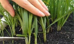 韭菜秋季管理如何養(yǎng)根？