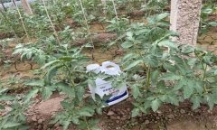 冬季番茄怎么沖施肥，應(yīng)注意哪些問題？