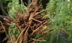 豌豆根腐病用什么藥治療，怎么防治與預防？