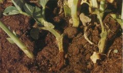 豌豆常見(jiàn)病蟲害有哪些，如何防治？