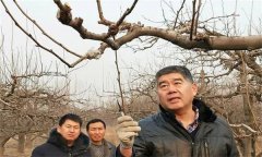 鴨梨的修剪特點(diǎn)是什么？