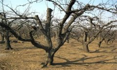 西洋梨的修剪特點(diǎn)是什么？