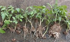 怎樣預(yù)防番茄育苗時(shí)漚根？
