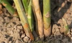 蘆筍莖枯病是什么病菌，其流行規(guī)律是什么？