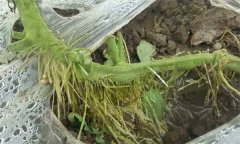 如何保護(hù)好番茄的不定根？