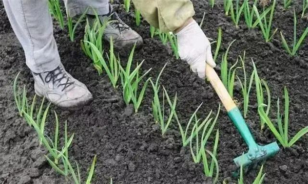 青蒜（蒜苗）播種后的管理