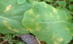 怎樣防治油菜霜霉病，有哪些癥狀表現(xiàn)？