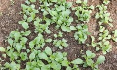 油菜菜秧有哪些栽培特點(diǎn)？