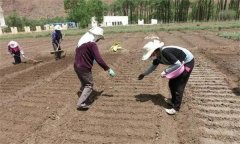 怎樣用小拱棚種植芹菜，有哪些技術(shù)技巧？