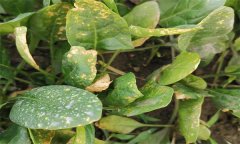 菠菜霜霉病的癥狀表現(xiàn)、傳播途徑和防治方法
