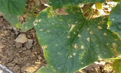 黃瓜靶斑病的發(fā)病癥狀、診斷方法與防治方法