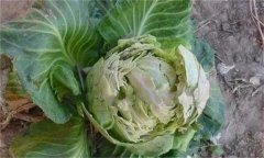 甘藍(lán)裂球是怎么回事？是什么原因引起的？
