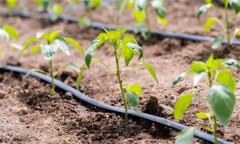 辣椒如何按照＂五看＂進(jìn)行澆水?