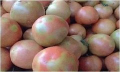 番茄花臉是什么原因 怎樣預(yù)防番茄花臉果？