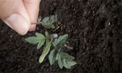 茄子僵果、裂口、落花落果的原因及解決辦法