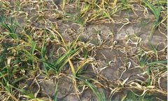 大蒜癱苗和開花蒜、棉花蒜現(xiàn)象是怎樣產(chǎn)生的？