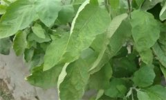 茄子缺氮、磷、鉀癥的癥狀是什么，如何矯正?