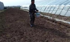 番茄怎樣施肥才能獲得高產(chǎn)？