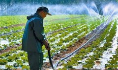 大棚大白菜澆水的禁忌有哪些 需注意哪些問題？