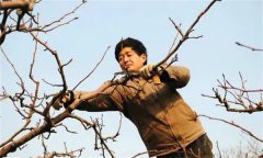 梨樹修剪的基本方法有哪些？