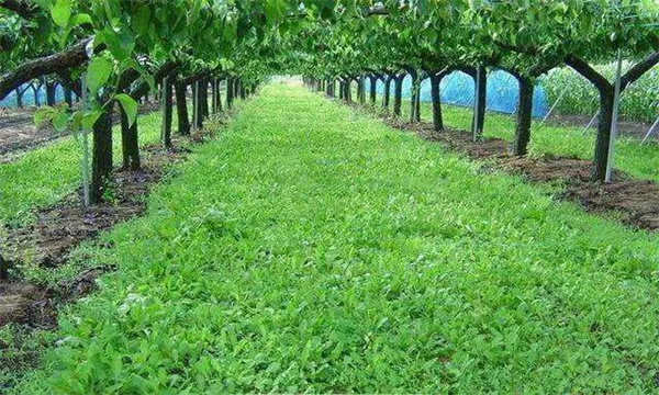 果園生草的好處