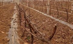 葡萄園土壤管理有哪幾種方法、措施？