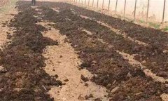 番茄怎樣施肥才能高產(chǎn)？