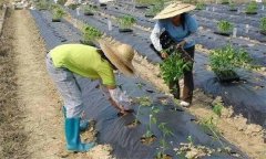 辣椒施用沖施肥有什么優(yōu)點(diǎn) 需要注意哪些問(wèn)題？