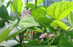 低溫時(shí)期蕓豆如何?；ūＧv?