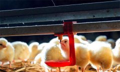 雛雞養(yǎng)殖的溫度、濕度、光照與密度問(wèn)題