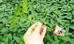 怎樣判斷辣椒苗是否健壯?如何培育辣椒壯苗？