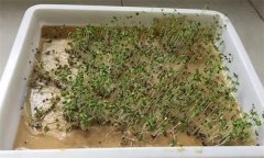 紅花芽能吃嗎？紅花芽苗菜無土栽培技術(shù)要點