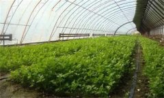 芹菜高產(chǎn)如何施肥？