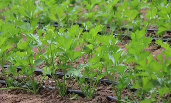 溫室春芹菜定植