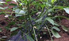 辣椒瘋長、落花不坐果是什么原因，如何解決?