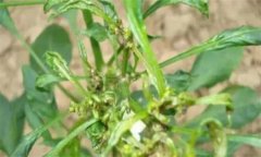 如何防治辣椒三落：落葉、落花、落果