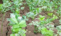 夏芹菜怎樣管理才能高產(chǎn)？