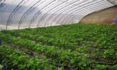 大棚草莓如何管理溫濕度？