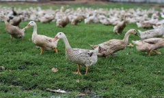 夏季肉鴨養(yǎng)殖應(yīng)注意什么？