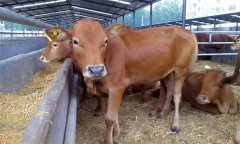 肉牛場如何開展結(jié)核病和布氏桿菌病的篩查？