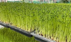 木本芽苗菜天綠香如何生產(chǎn)？