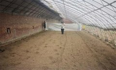 草莓大棚土壤消毒方法有哪些？