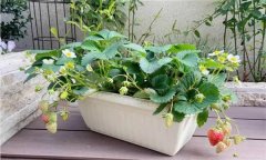 盆栽草莓怎么種？