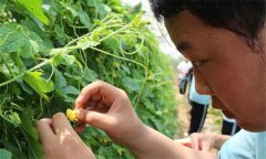 大棚苦瓜如何?；ū９蕴岣弋a(chǎn)量?