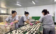 孵化用的種蛋為何要進(jìn)行預(yù)溫？