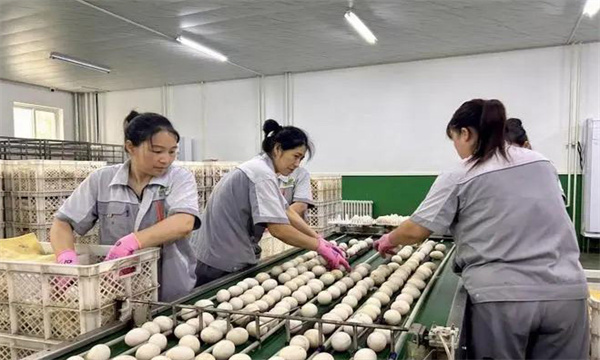 孵化用的種蛋為何要進行預溫